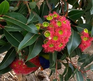 Little 'hats' in the making!