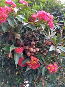 Snugglepot and Cuddlepie must be around somewhere!