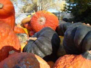 Heritage pumpkins at Bacchus Marsh