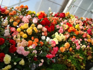 Ballarat Begonia Festival