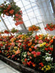 Ballarat Begonia Festival