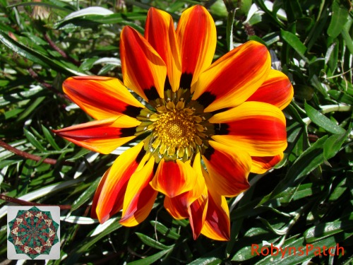 Rich contrast of red and yellow in nature - not just in patchwork!